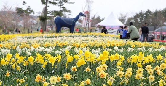 ▲태안군에서 오는 4월 1일부터 15일까지 태안 수선화 축제가 개최된다. (사진 = 태안군)