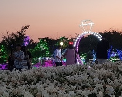 [2018 태안백합꽃축제] 백합향기 가득한 밤