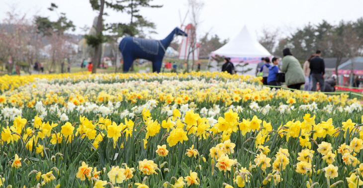 수선화 축제