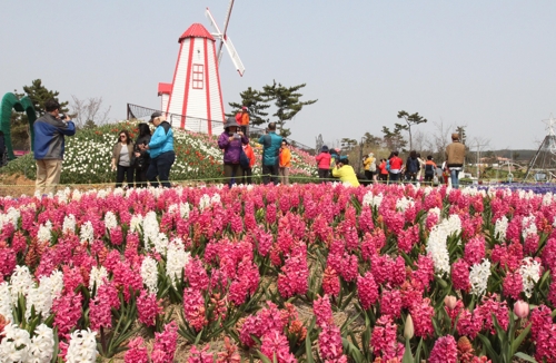 태안 튤립축제 개장