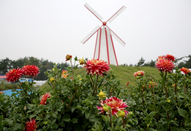 다알리아 꽃축제장.
