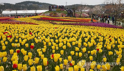 '2014 태안 튤립축제'(연합뉴스 자료사진)