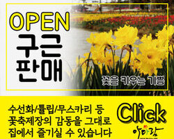 구근판매를 시작합니다.