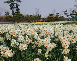 수선화구근/제라늄