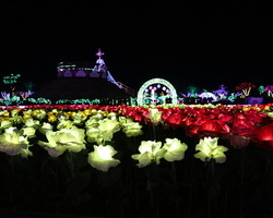 LED 장미 화원 연출