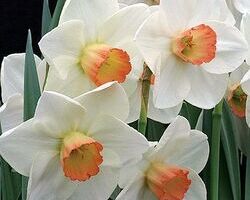 69. 수선화 / 프래그런트 로즈(Fragrant Ro