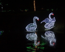 LED 고니