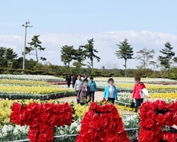 아름다운 태안수선화축제의 마지막날.