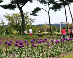 태안수선화축제가 끝나고. '알리움'을 아시나요?