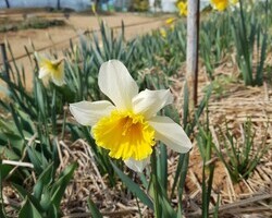 수선화 축제 D-2 !!