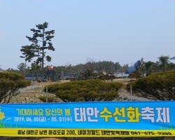 D-10, 2019 태안수선화축제, 얼마나피었니?