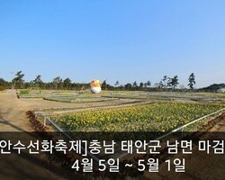 태안수선화축제 어떻게 되어가고있지?