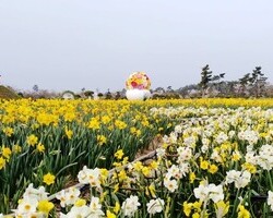 오늘아침, #태안수선화축제. 오늘부터 유채밭 개장합니다