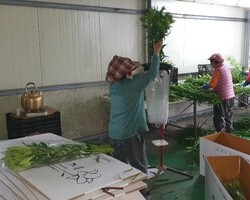 포장 끝~! #백합 이 간다~! 
