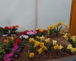 수선화 축제장의 포토존 