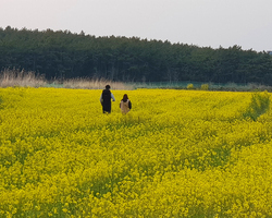 아직 만난 적 없는 너를 찾고 있어. ~너의 유채꽃밭은