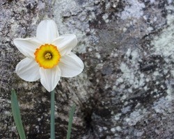 #수선화 ! 에 대한 이야기!