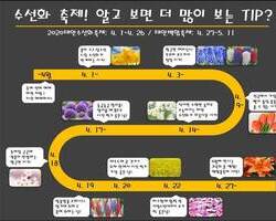 2020 태안 수선화 축제! 알고 보면 더 많이 보는 