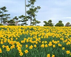 2021태안 수선화 & 루피너스 꽃 박람회 실시