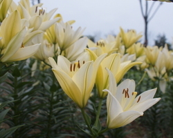 백합꽃축제장 백합사진