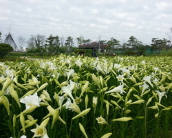 백합꽃 개화상태 (0721)