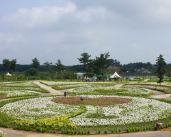 백합꽃축제 사랑의 동산 07.31