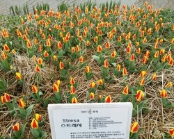 2016.4.3 축제장 內 이미지