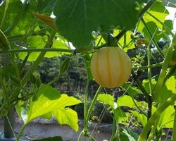 2016.7.22 축제장 內 이미지