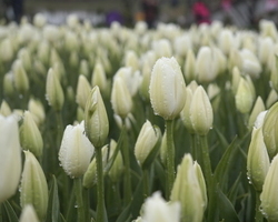 2015.04.19 축제장 內 이미지