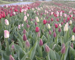2015.04.16 축제장 內 이미지
