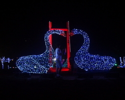 LED 백조