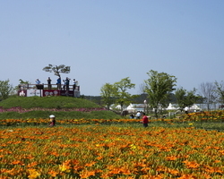 꽃구경