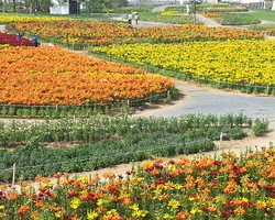 백합의 향연
