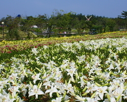 백합꽃축제 사랑의 동산 07.31