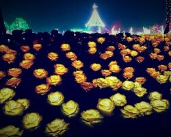 LED 장미 보러 오세요