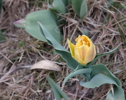 2016.4.3 축제장 內 이미지